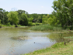 a shallow arm of Joe Pool Lake